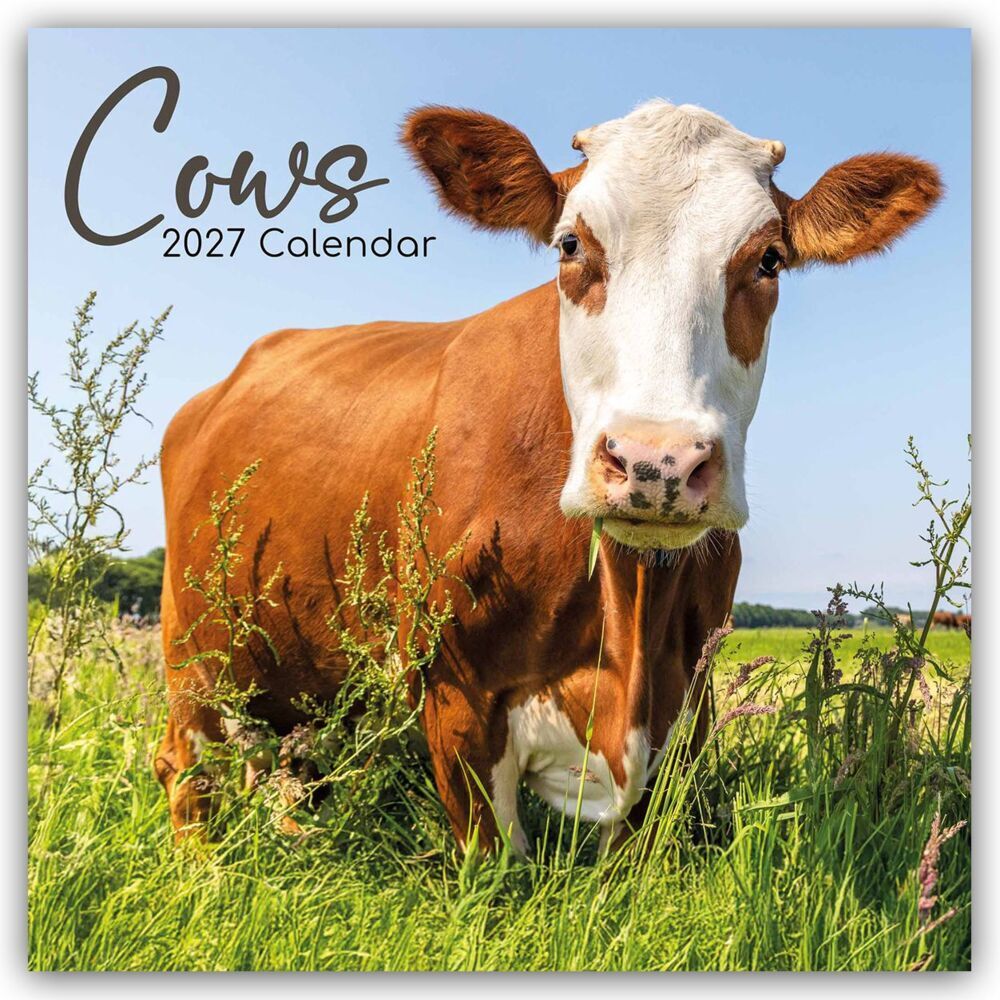Cows - Kühe 2027 - 16-Monatskalender (Gifted Stationery Co. Ltd)