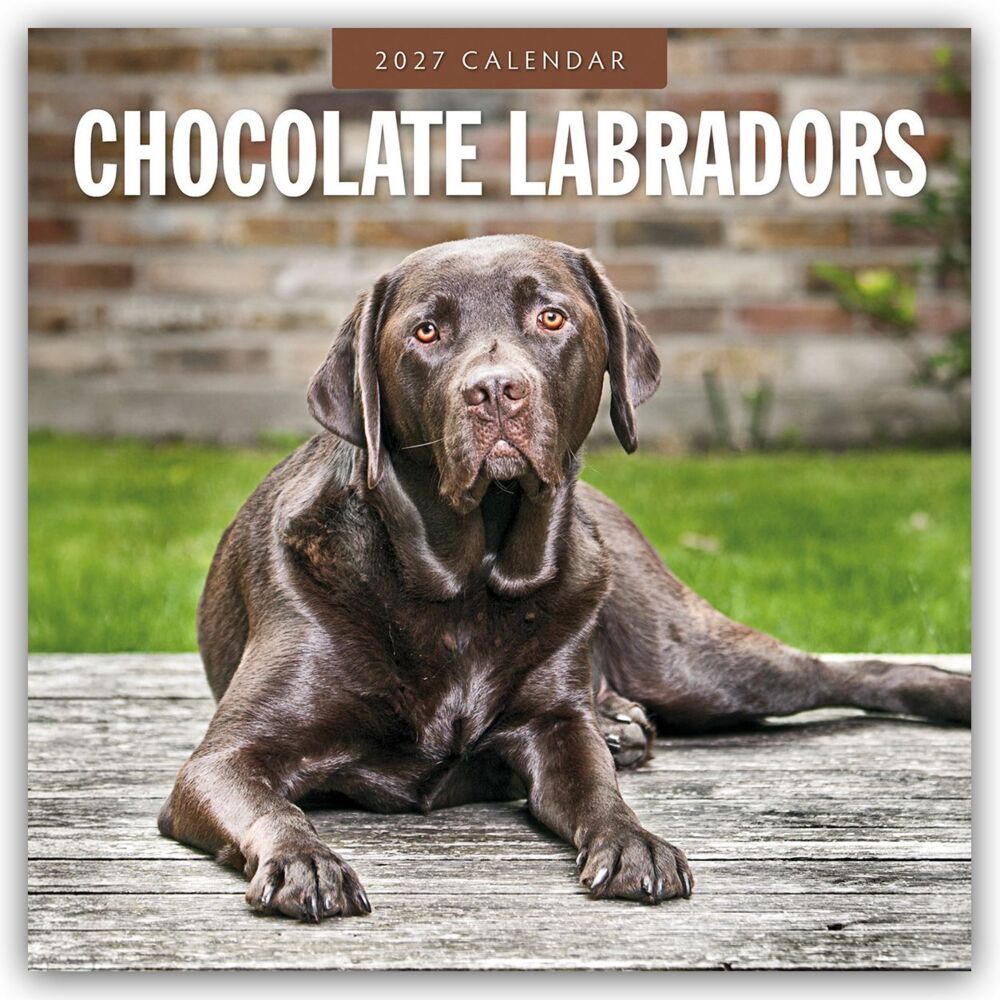 Chocolate Labrador Retrievers - Schokoladenbraune Labrador Retriever 2027 - 16-Monatskalender (Red Robin Publishing Ltd)
