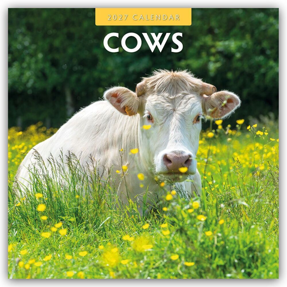Cows - Kühe 2027 - 16-Monatskalender (Red Robin Publishing Ltd)