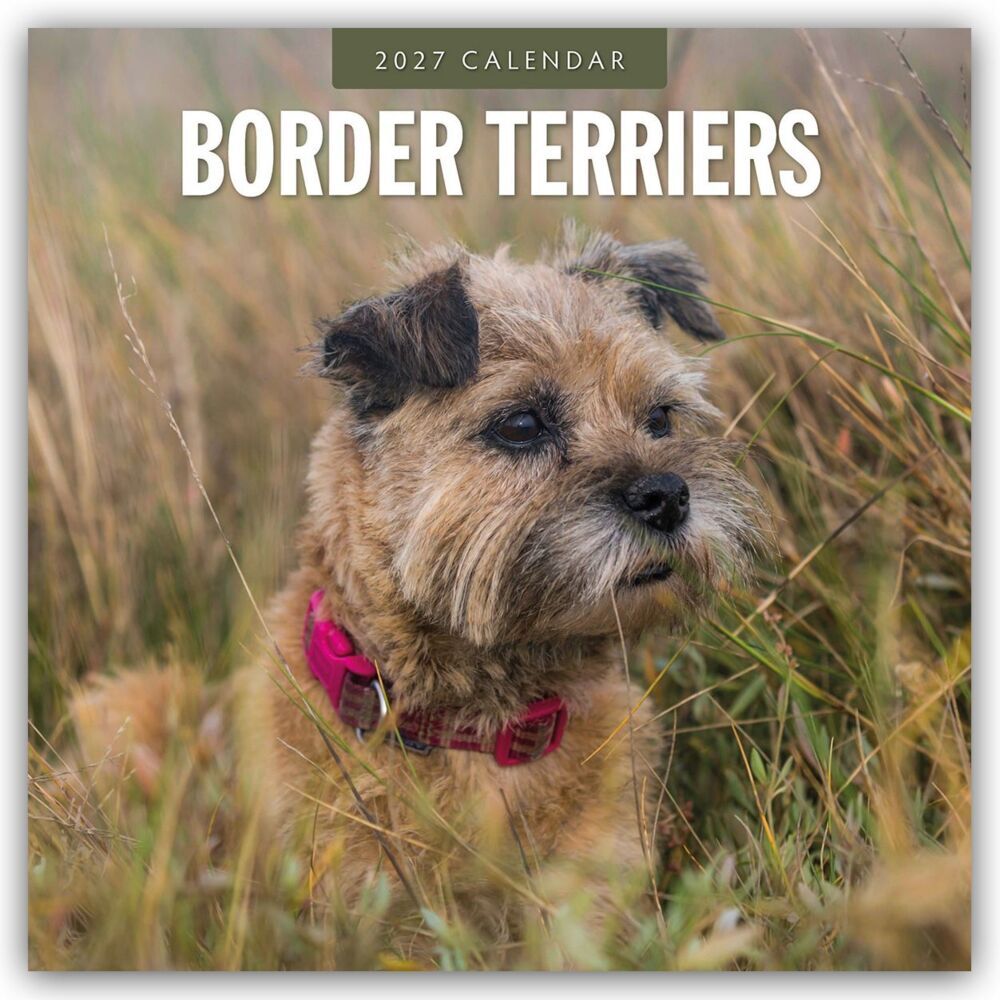 Border Terriers - Border Terrier 2027 - 16-Monatskalender (Red Robin Publishing Ltd)