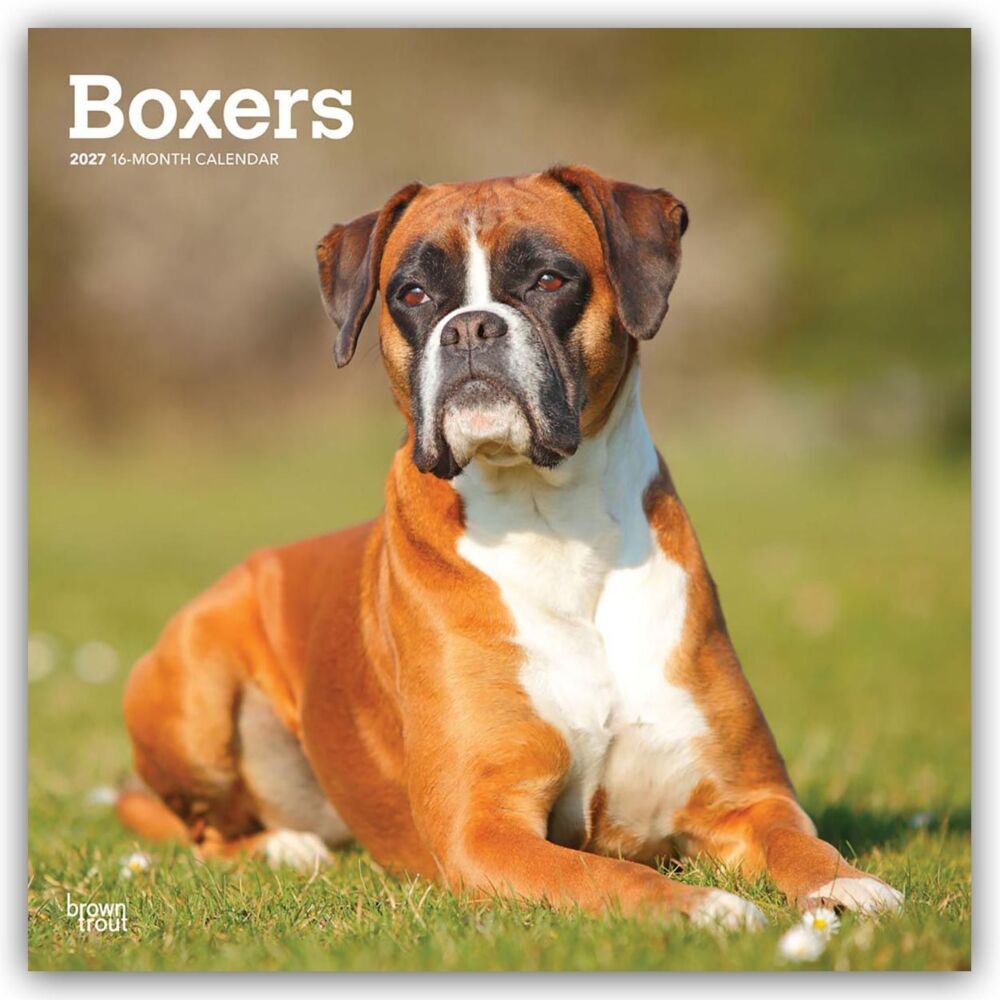 Boxers - Boxer 2027 - 16-Monatskalender (Browntrout Publishers Inc)