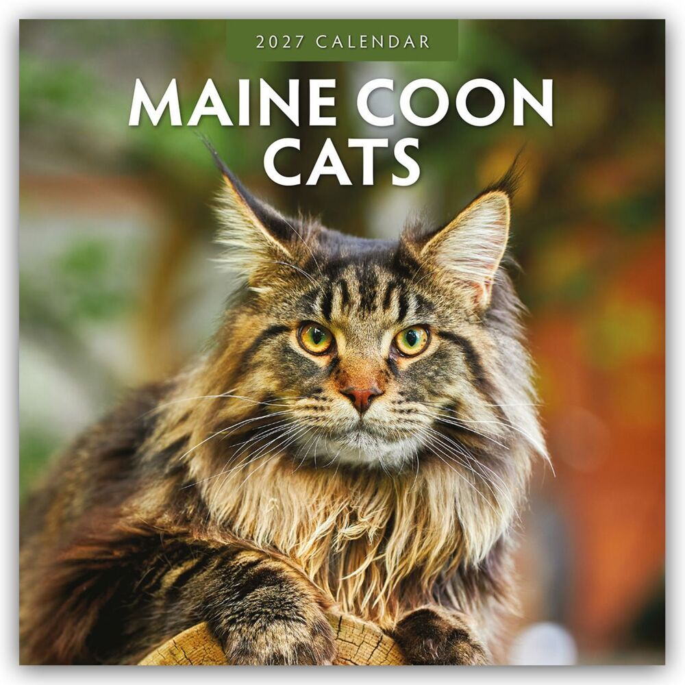 Maine Coon Cats - Maine Coon Katzen 2027 - 16-Monatskalender (Red Robin Publishing Ltd)