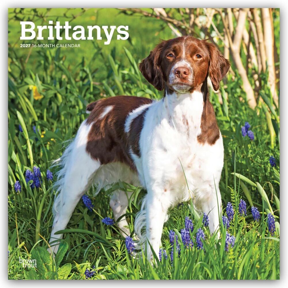 Brittanys - Bretonischer Vorstehhund 2027 - 16-Monatskalender (Browntrout Publishers Inc)