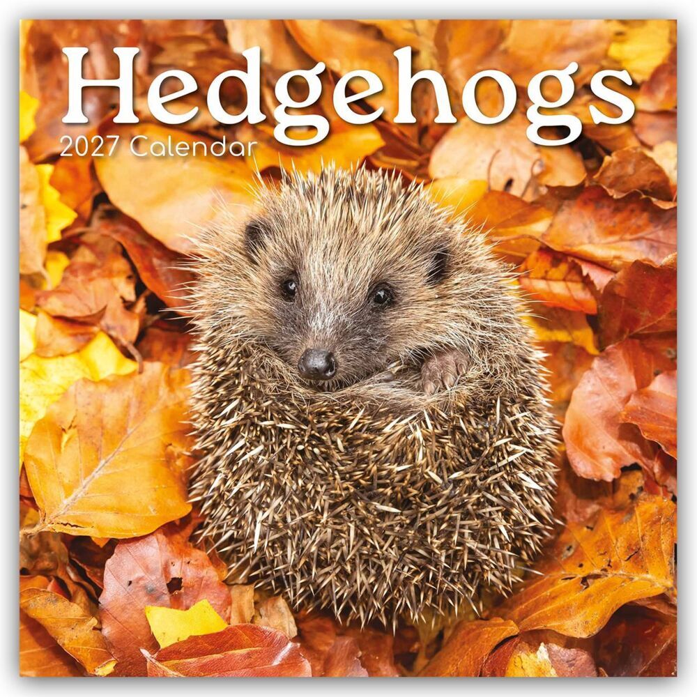 Hedgehogs - Igel 2027 - 16-Monatskalender (The Gifted Stationery Co. Ltd)