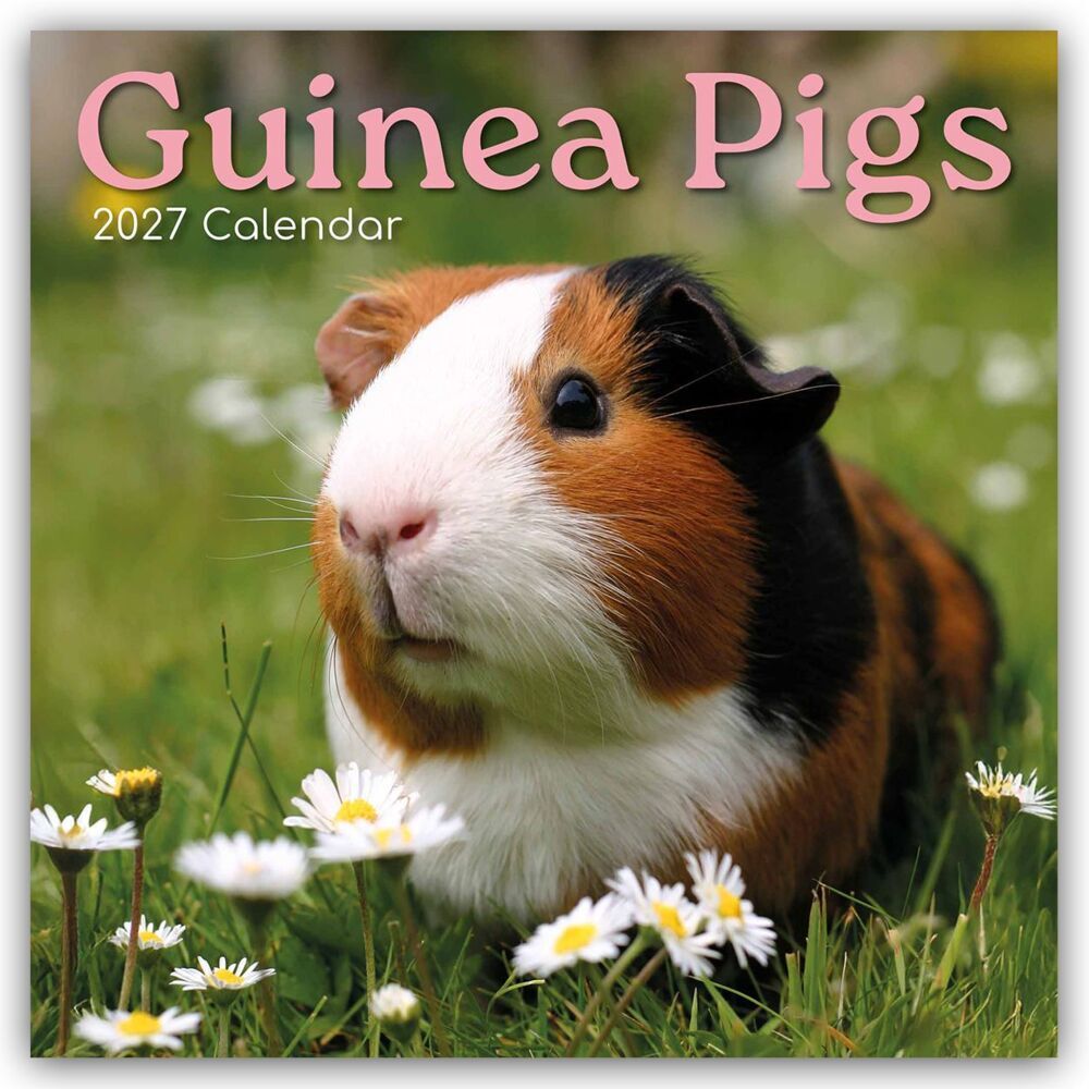 Guinea Pigs - Meerschweinchen 2027 - 16-Monatskalender (Gifted Stationery Co. Ltd)