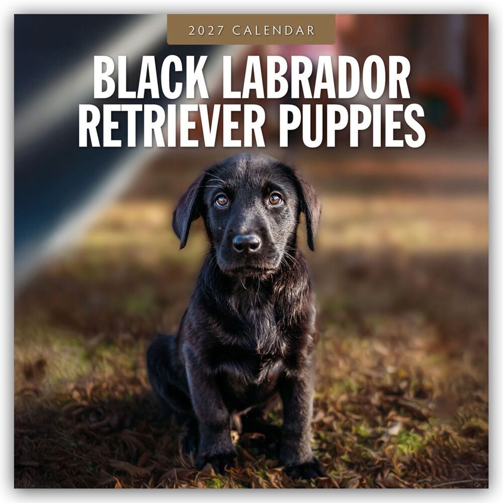 Black Labrador Retriever Puppies - Schwarze Labrador Retriever Welpen 2027 - 16-Monatskalender (Red Robin Publishing Ltd)