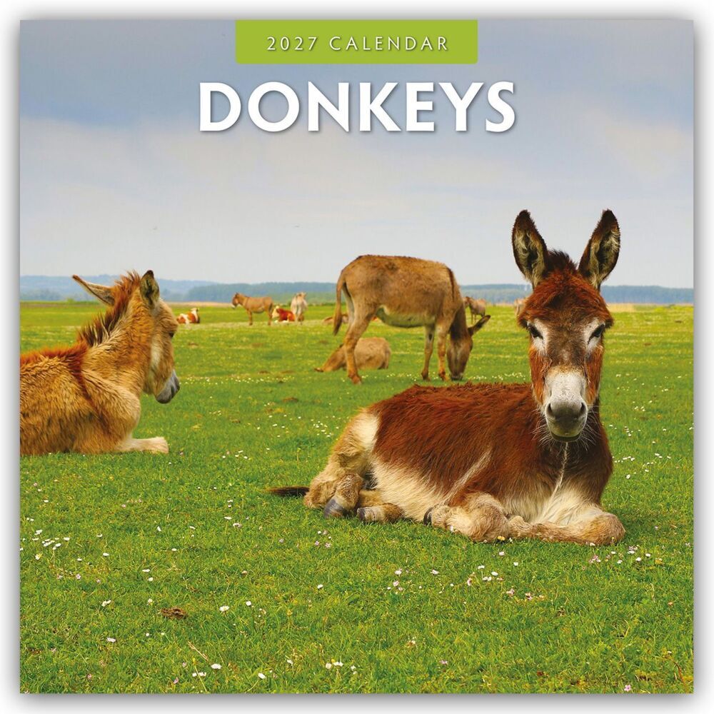 Donkeys - Esel 2027 - 16-Monatskalender (Red Robin Publishing Ltd)