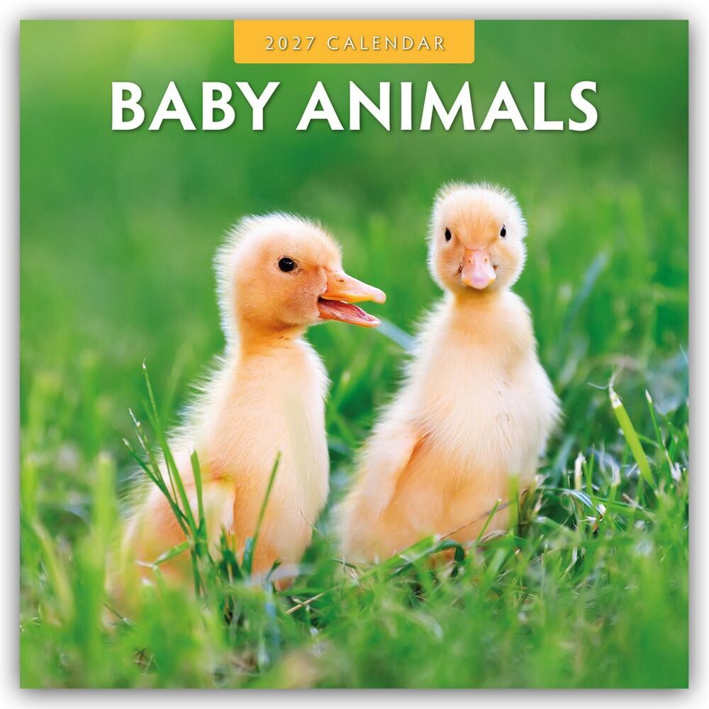 Baby Animals - Tierkinder - Tierbabys 2027 - 16-Monatskalender (Red Robin Publishing Ltd)