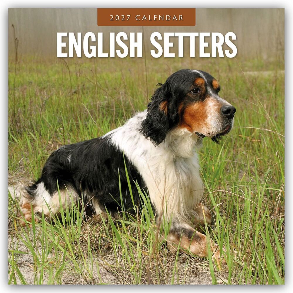 English Setters - Englisch Setter 2027 - 16-Monatskalender (Red Robin Publishing Ltd)