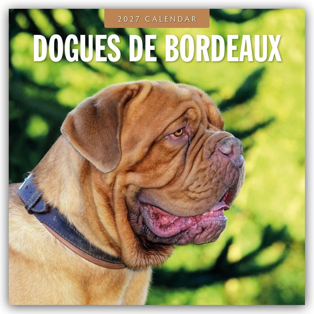 Dogues de Bordeaux - Bordeauxdoggen - Bordeaux Doggen 2027 - 16-Monatskalender (Red Robin Publishing Ltd)