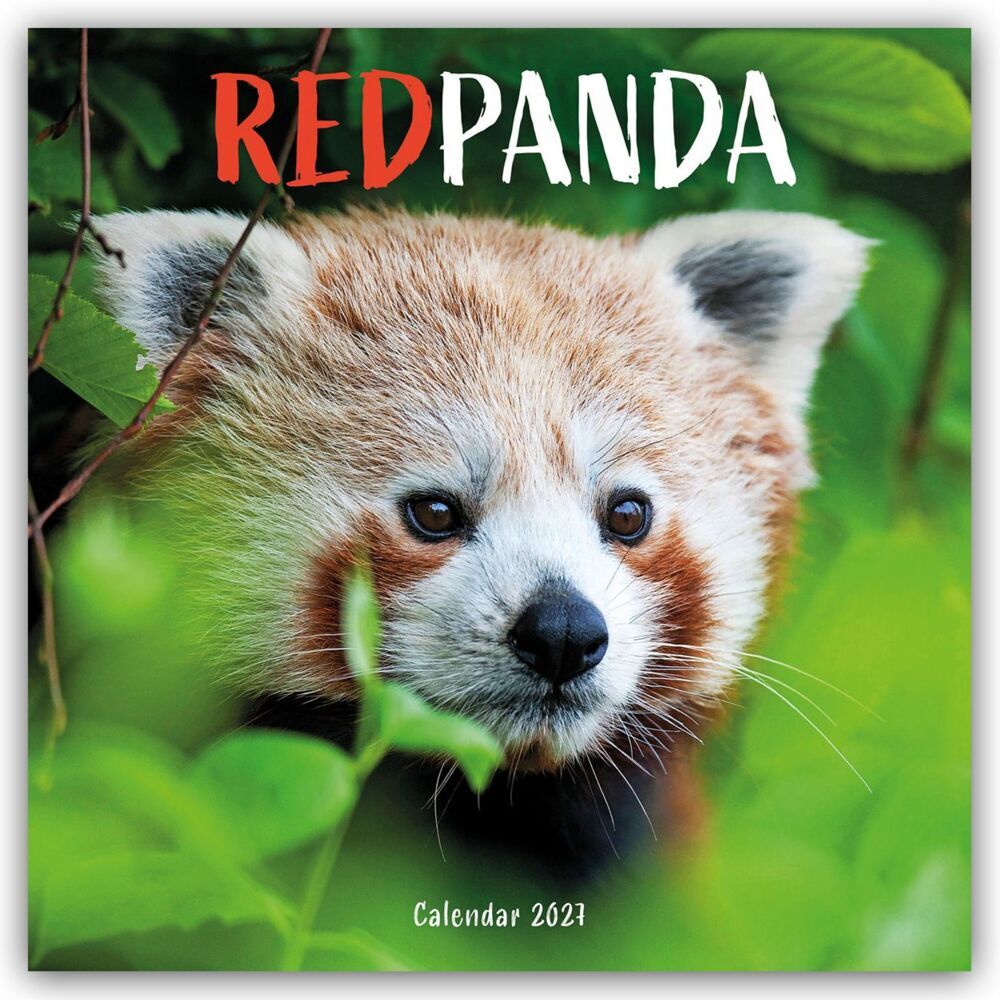 Red Panda - Rote Pandas - Rote Pandabären 2027 - Wand-Kalender (Carousel Calendar)
