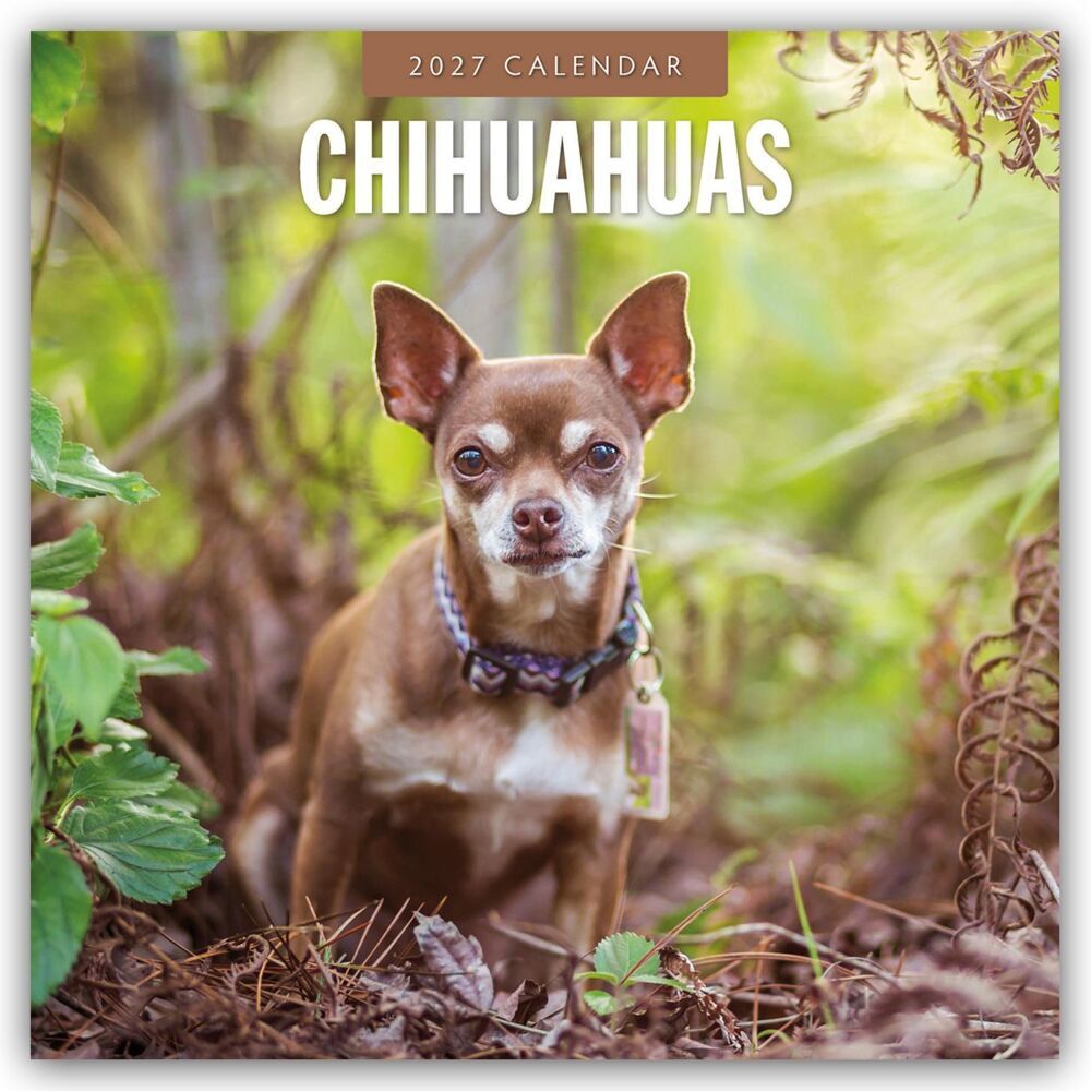 Chihuahuas - Chihuahua 2027 - 16-Monatskalender (Red Robin Publishing Ltd)