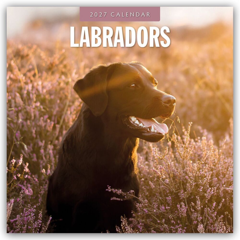 Labradors - Labradore - Labrador Retriever 2027 - 16-Monatskalender (Red Robin Publishing Ltd)