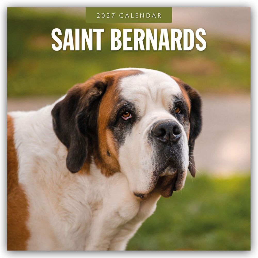 Saint Bernards - Bernhardiner 2027 - 16-Monatskalender (Red Robin Publishing Ltd)