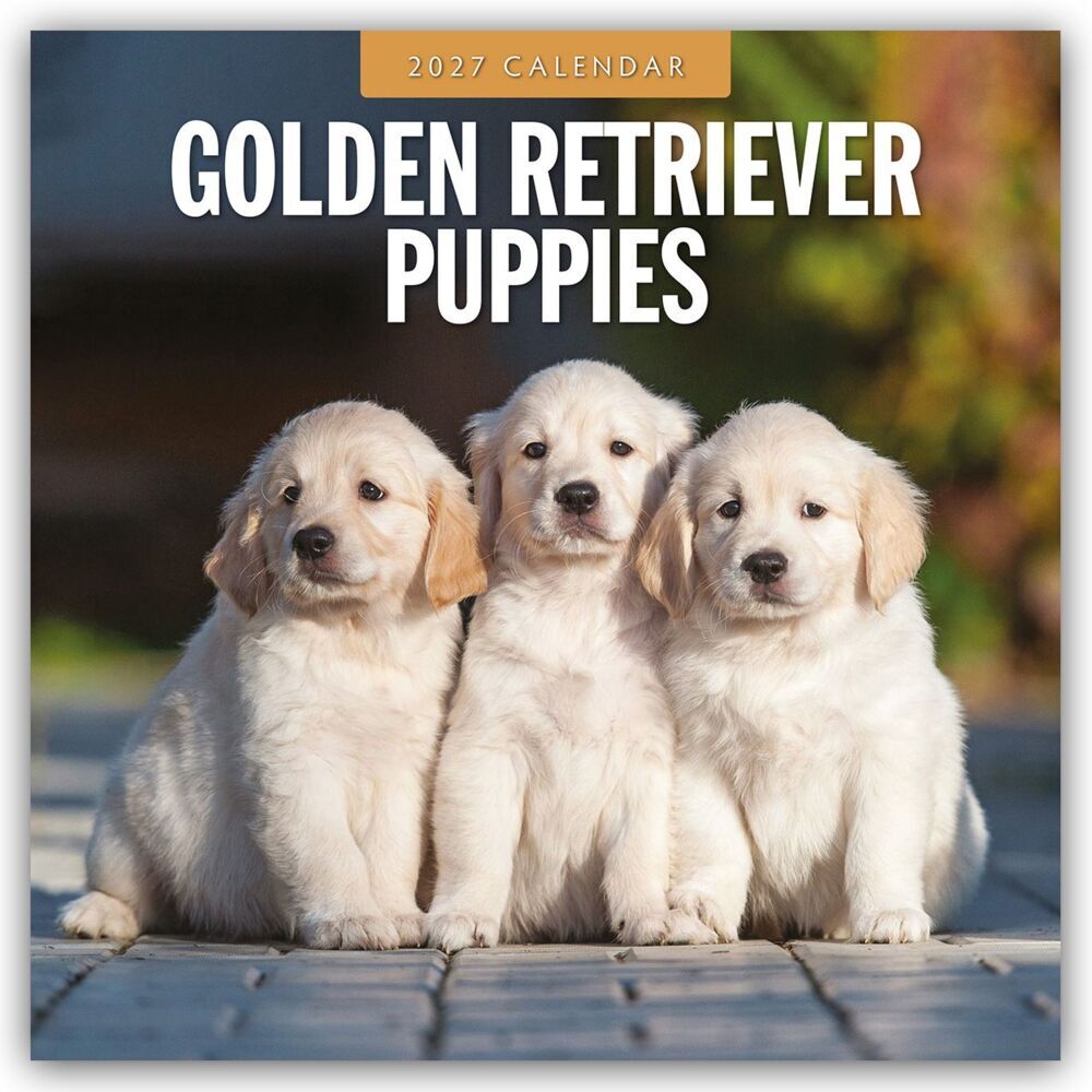 Golden Retriever Puppies - Golden Retriever Welpen 2027 - 16-Monatskalender (Red Robin Publishing Ltd)
