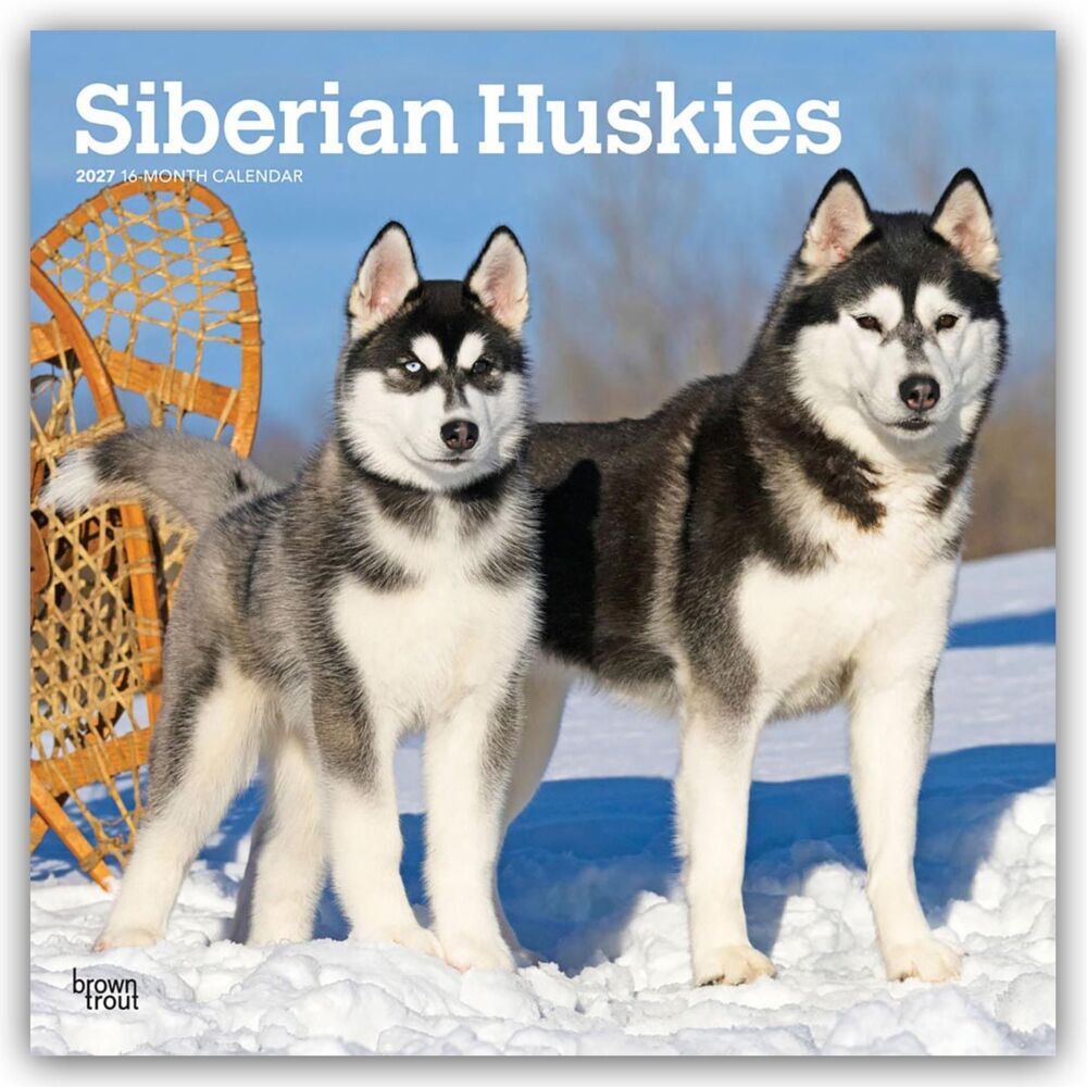 Siberian Huskies - Siberian Husky 2027 - 16-Monatskalender (Browntrout Publishers Inc)