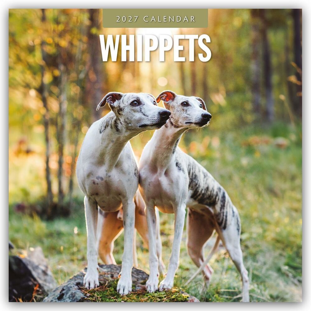Whippets - Whippet 2027 - 16-Monatskalender (Red Robin Publishing Ltd)