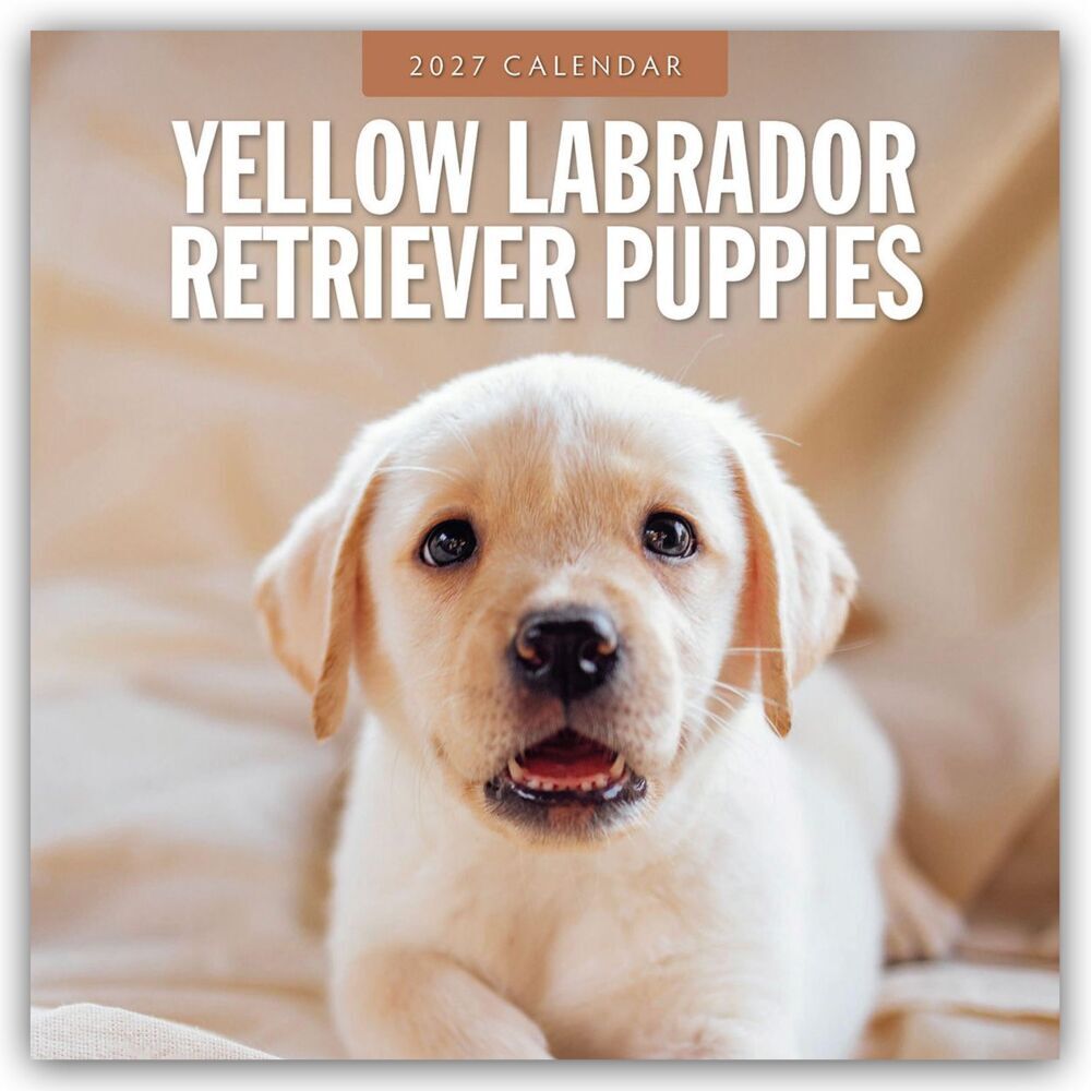 Yellow Labrador Retriever Puppies - Gelbe Labrador Retriever Welpen 2027 - 16-Monatskalender (Red Robin Publishing Ltd)