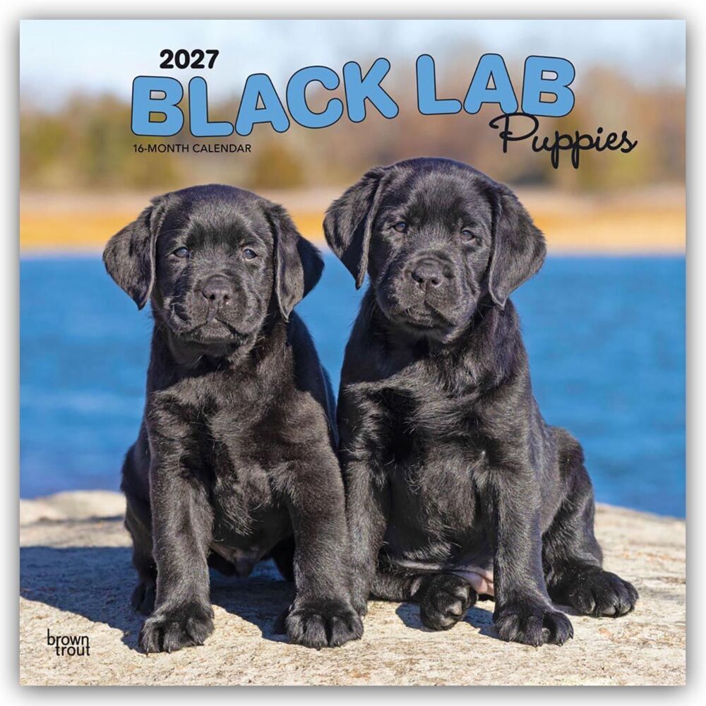 Black Labrador Retriever Puppies - Schwarze Labrador Retriever Welpen 2027 - 16-Monatskalender (Browntrout Publishers Inc)