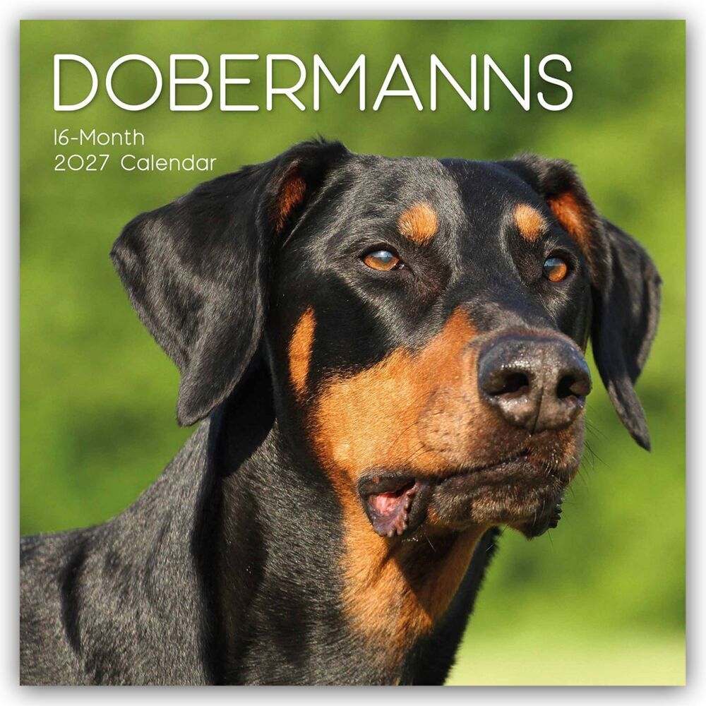 Dobermans - Dobermann 2027 - 16-Monatskalender (Gifted Stationery Co. Ltd)