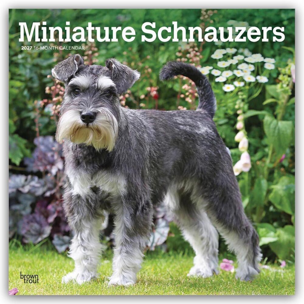 Miniature Schnauzers - Zwergschnauzer 2027 - 16-Monatskalender (Browntrout Publishers Inc)