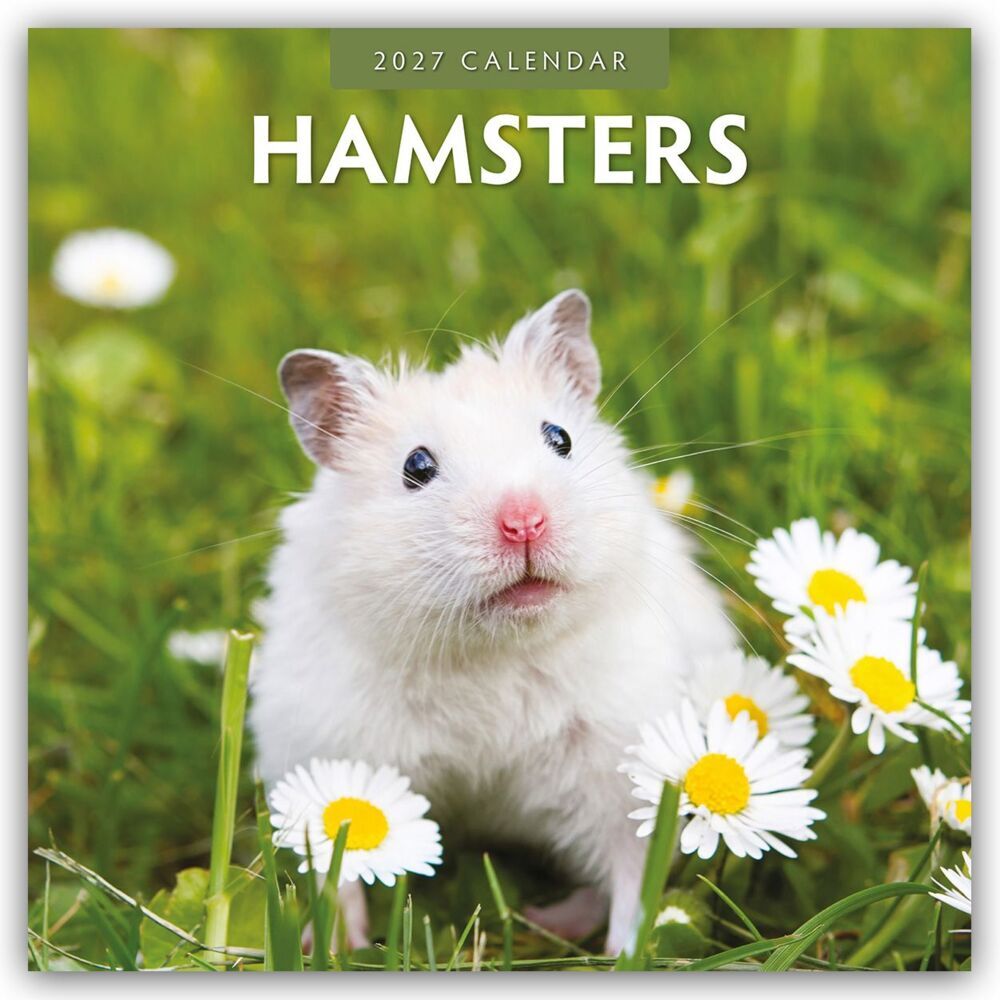 Hamsters - Hamster 2027 - 16-Monatskalender (Red Robin Publishing Ltd)