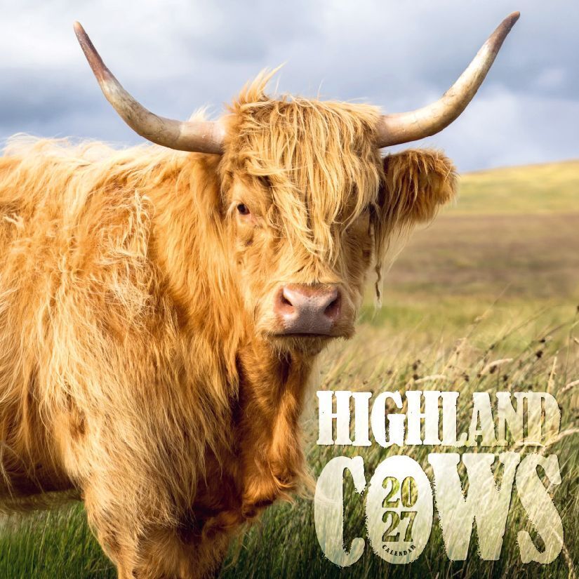 Highland Cows Kalender 2027 - Schottische Hochlandrinder