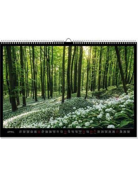 Geheimnisvolle Wälder Premiumkalender 2025