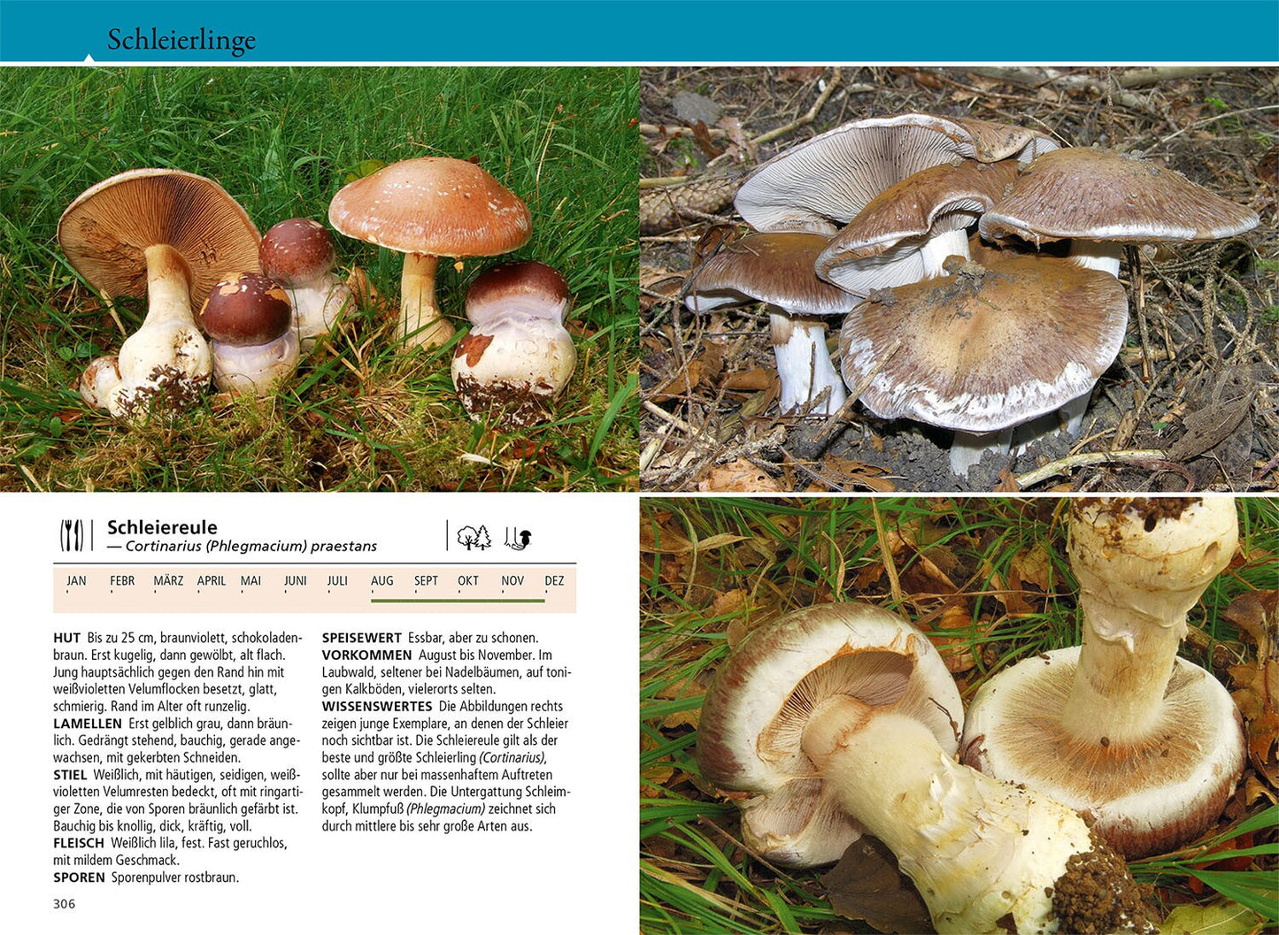 Kosmos Welcher Pilz ist das? (Deutsch, 2024, Markus Flück)