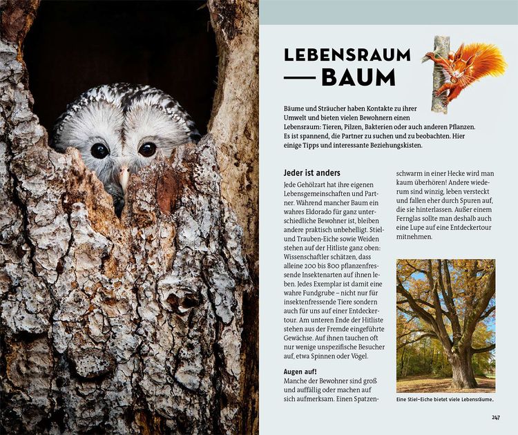 Welcher Baum ist das?