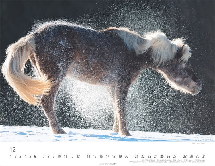 Weingarten Islandpferde Kalender 2025 (44 x 34 cm, Deutsch)