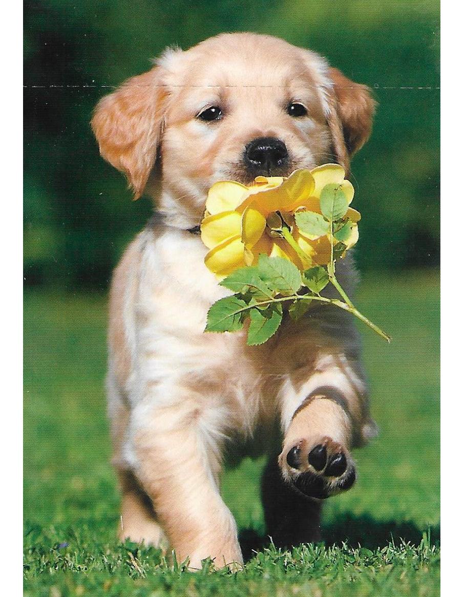 Glückwunschkarte "Hund mit Blume im Mund" A7