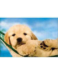 DK Kultura: Blanco Welpe 4544-001