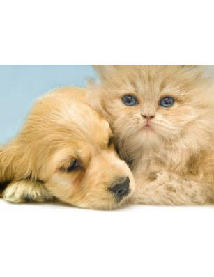 DK Kultura: vivre en harmonie Französisch 4551-000 quer