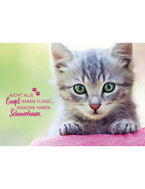 Nicht alle Engel haben Flügel manche haben Schnurrhaare