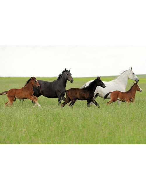 DK Blanco Foto Pferde