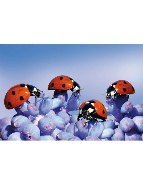 DK Blanco Foto Marienkäfer