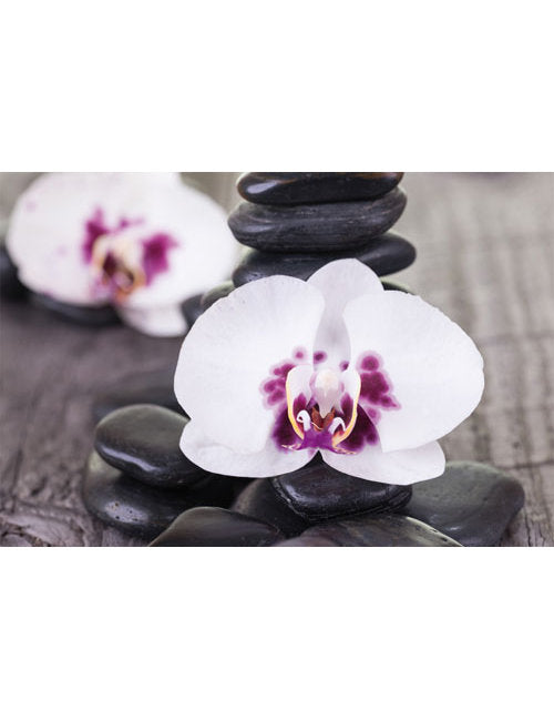 DK Blanco Foto Orchiedee/Steine