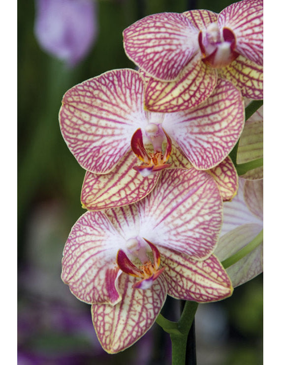 DK Blanco Foto Orchiedee