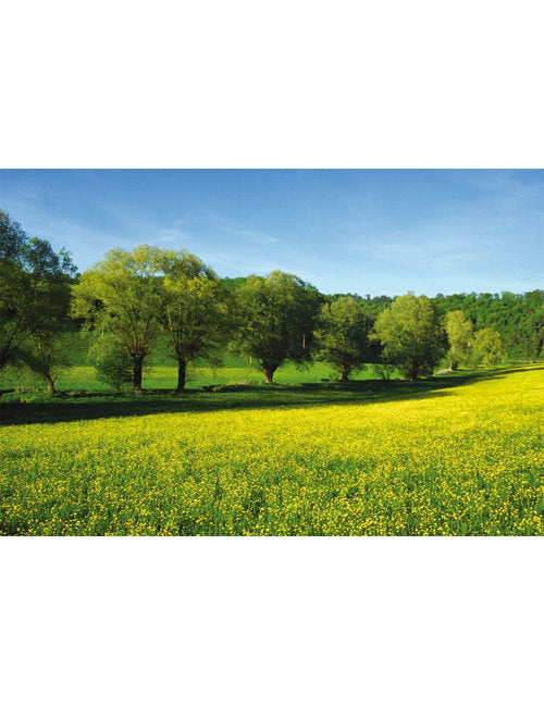 DK Blanco Foto Bäume