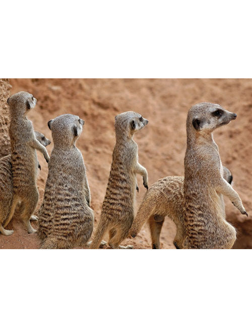 DK Blanco Foto Erdmännchen