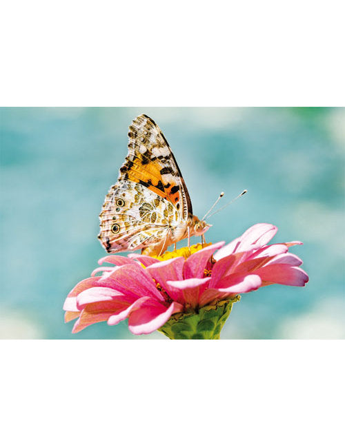 DK Blanco Foto Schmetterling