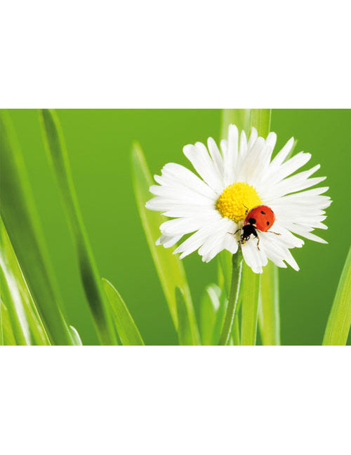 DK Blanco Foto Margerithe/Käfer