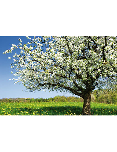DK Blanco Foto Baum im Frühling