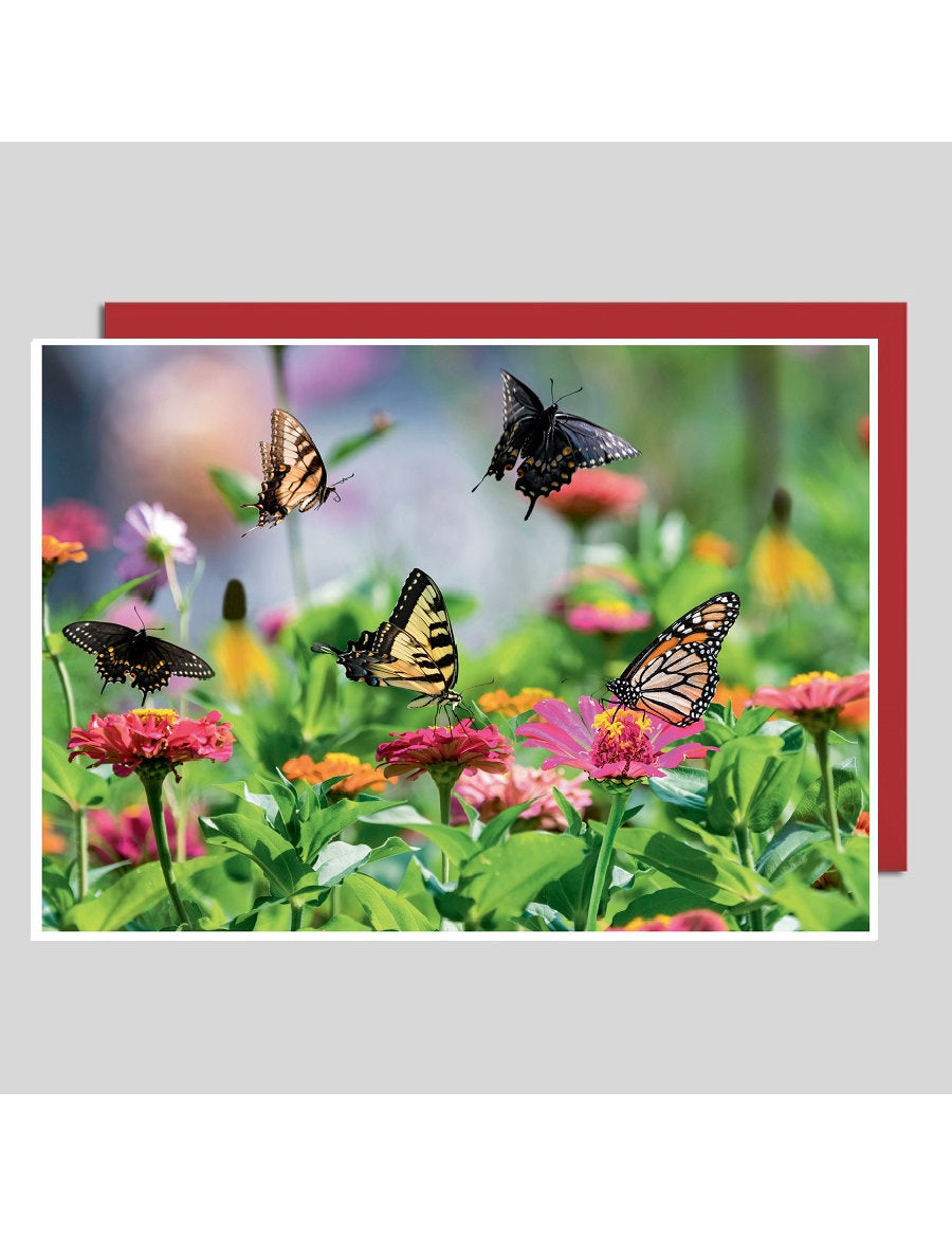 Doppelkarte. Fotokarte Schmetterlinge / blanko