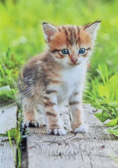 Blanko ( 7 x 10 cm )