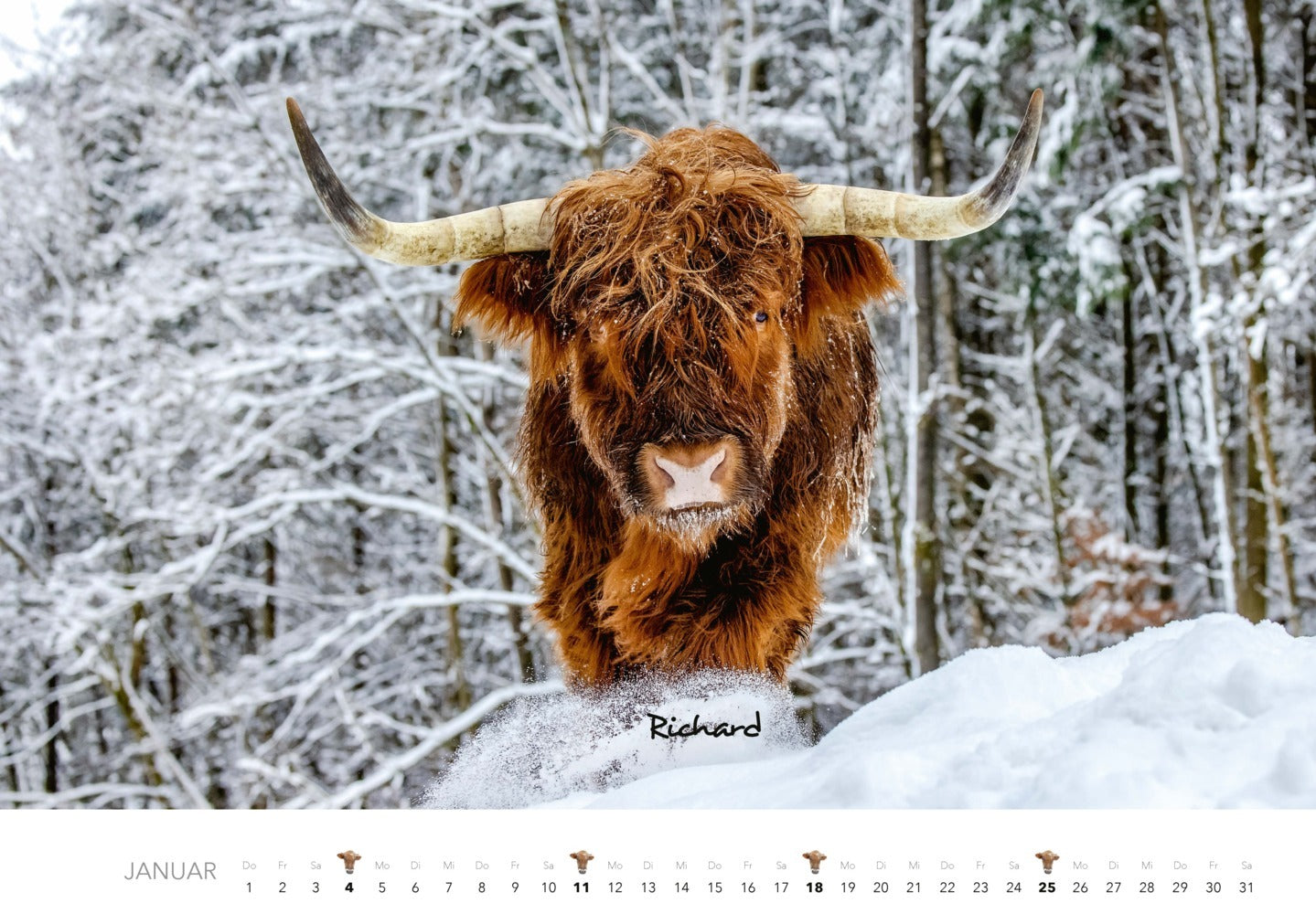 Wandkalender 2026 "Kühe" (47.5 x 33 cm)