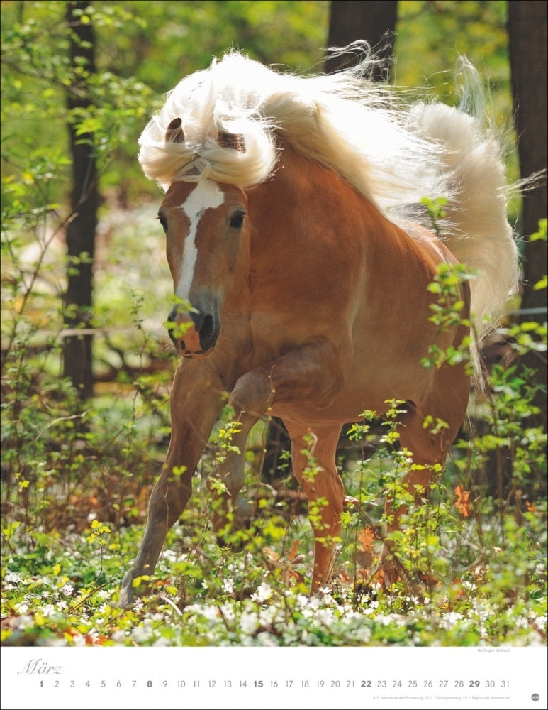 Posterkalender 2026 "Pferde" (44 x 34 cm)