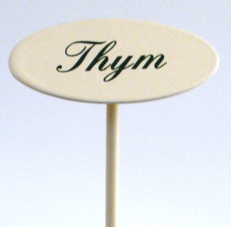 Gewürzstecker Thym