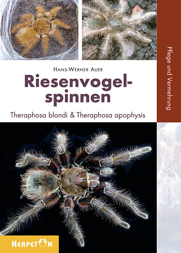 Riesenvogelspinnen (Hans W Auer)